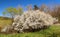 White flowering blackthorn bush, springtime view