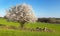 White flowering blackthorn bush tree spring springtime