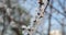 White flowering branch of apricot. Tender blossoming. Spring blurred background, close-up