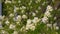 White flowering branches of bird cherry tree in spring garden close up