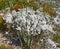 White flowering bush with other fynbos on a sandy field in a South African national park. Scenic landscape environment