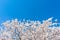 White Flowering Cherry Blossom Trees with a Clear Blue Sky Background at Roosevelt Island in New York City