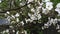 White flowering cherry branches in spring