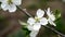 White flowering cherry branches in spring