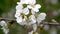 White flowering cherry branches in spring