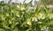 White flowering Common Comfrey