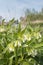 White flowering Common Comfrey