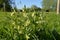 White flowering Common Comfrey