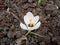 White-flowering crocus. Beautiful and tender spring flower.