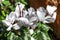 White flowering Cyclamen Persicum Alba