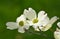 White flowering dogwood