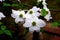 White Flowering Dogwood Flowers in Springtime