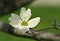 White flowering dogwood petal