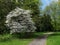 White Flowering Dogwood tree, latin name Cornus Florida, in garden near pathway