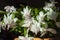 White flowering false Christmas cactus with a black background