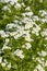 White flowering feverfew or bachelor buttons Tanacetum parthenium with stem and leafs outdoor in the garden