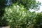 White Flowering Fringe Tree