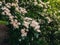 White flowering hawthorn on a sunny day.