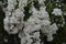 White flowering hedge