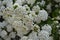 White flowering hedge