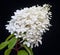 White flowering Hydrangea Paniculata Phantom plant