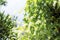 White flowering ivy on fence at sky