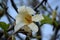 White flowering Magnolia cucumber tree flower closeup â€“ magnolia accuminata horizontal