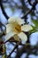 White flowering Magnolia cucumber tree flower closeup â€“ magnolia accuminata vertical