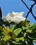 A white flowering magnolia tree