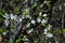 White Flowering Mirabelle Plum or Cherry Plum Tree on the Boise River Greenbelt, Idaho