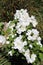 White Flowering Philadelphus Shrub in a Garden