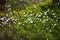 White flowering plant Cotton-grass growing in nature reserve Rhoen, Germany