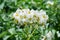 White flowering potato plants