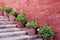 White flowering potted geranium plants on a red stone staires