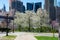 White Flowering Trees on Roosevelt Island with Skyscrapers and the Queensboro Bridge of New York City