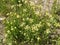 White flowering weeds close up dirt a