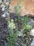 White flowering weeds close up orange rock