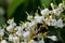 White flowers of Aglaia odorata, Chinese perfume plant