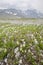 White flowers. Altai mountain landscape, Russia