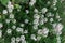 White flowers of Alyssum. Natural floral background. Soft focus. Petite snow white flowers of Lobularia maritima Alyssum maritimum