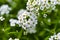 The white flowers are alyssum sea vitalism timeanyone