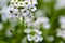 The white flowers are alyssum sea vitalism timeanyone