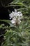 white flowers of amber cane Hedychium coronarium