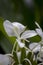 White flowers of amber cane Hedychium coronarium