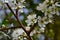 White Flowers Amongst the Trees