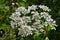 White flowers - Amwell Nature Reserve