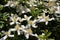 The white flowers of a Anemone Clematis, botanical name Clematis Montana