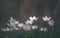 White flowers Anemone Nemorosa