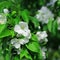 White flowers Apple tree