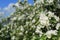 White flowers Apple tree